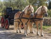 Alina et isalyne: une paire parfaite d haflinger