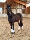 Hongre - kwpn - 3 ans - dressage - france