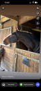 Cheval de 8 ans tres concours