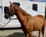 Ponette top potentiel cso