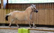 Jument - fjord - 4 ans -dressage / polyvalente - france