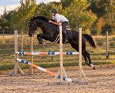 Jument - sbs - 8 ans - dressage / cso / cce - france