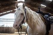 Hongre quarter horse aqha crème— memphis du tr (5 ans)