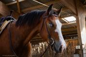 Hongre quarter horse aqha — tr bueno magic bar