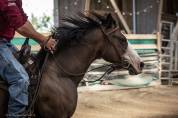 Jument quarter horse aqha — tr mendy great bueno (3 ans