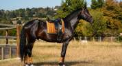 Hongre - selle français - 6 ans - dressage - france