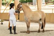 Jument - fjord - 8 ans - dressage / loisir - france