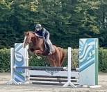 Hongre de 7 ans, +-1m65, bwp, par nixon vh meulenhof