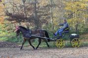 New forest polyvalents attelage -cso