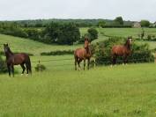 A vendre kannan x quaprice bois margot
