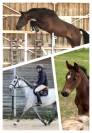 Elevage de chevaux selle français foals à 4 ans