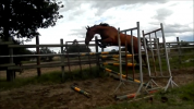 6 ans sf polyvalent