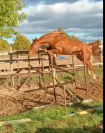 Poulain 2019 sf  x zirocco blue (quamikaze des forets )