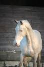 Adorable hongre espagnol 4 ans 