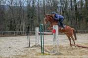 Poney 8 ans 1m48 prêt pour as 2 à vendre ou à louer