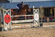 Poney 11 ans 1m48 prêt pour as 2 à louer ou à vendre