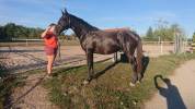 Hongre sf par ogrion des champs 