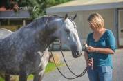 Pure race espagnole pp hongre 6 ans 160