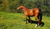 Pouliche 3 ans pur sang arabe