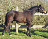 Poney d 2 ans très beau poney 