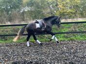 ( pre ) jeune cheval  pour dressage / equit travail