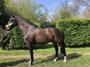 Hongre sf pour dressage