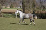 Cheval kwpn 10 ans gestante