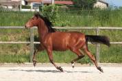 Poulain pure race espagnole né en 2022