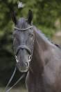 Cheval hongrois 5ans 