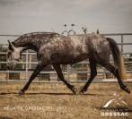 Magnifique jument pre a vendre