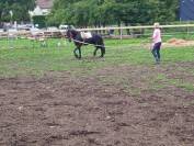 Cheval hongre frison né 2018