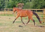Ponette d
