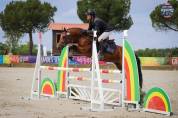 Poney de sport new forest 