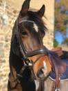 Poney français de selle