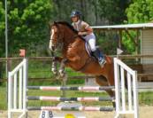 Cheval sf x han 8 ans