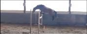 2 ans mâle very star kerveyer x elan de la cour