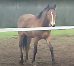 2 ans mâle very star kerveyer x elan de la cour