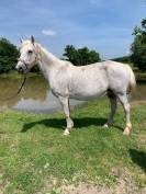 Poney connemara pouliniere 