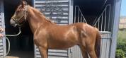 Poney pfs 2ans alezan cuivré