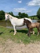 Poney connemara pouliniere 