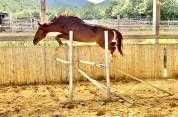 Top cheval cce/dressage