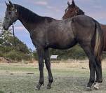 Poulain sf 1 an ( catchar mail x casano x feinschnitt )