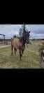 Jument quarter horse