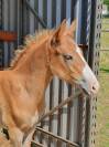 Foal mâle par dragibus du rouget 