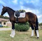 Magnifique et gentille jeune jument de dressage!   