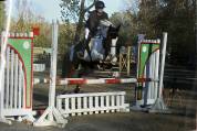 Hongre a vendre pour cso club/amateur
