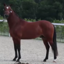 Pfs hongre 2 ans par o ma doue kersidal