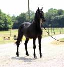 Jeune hongre  arabo-frison a vendre