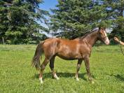 Poulain de 2 ans