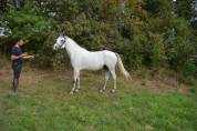 Très bon poney d 6ans par dexter leam pondi